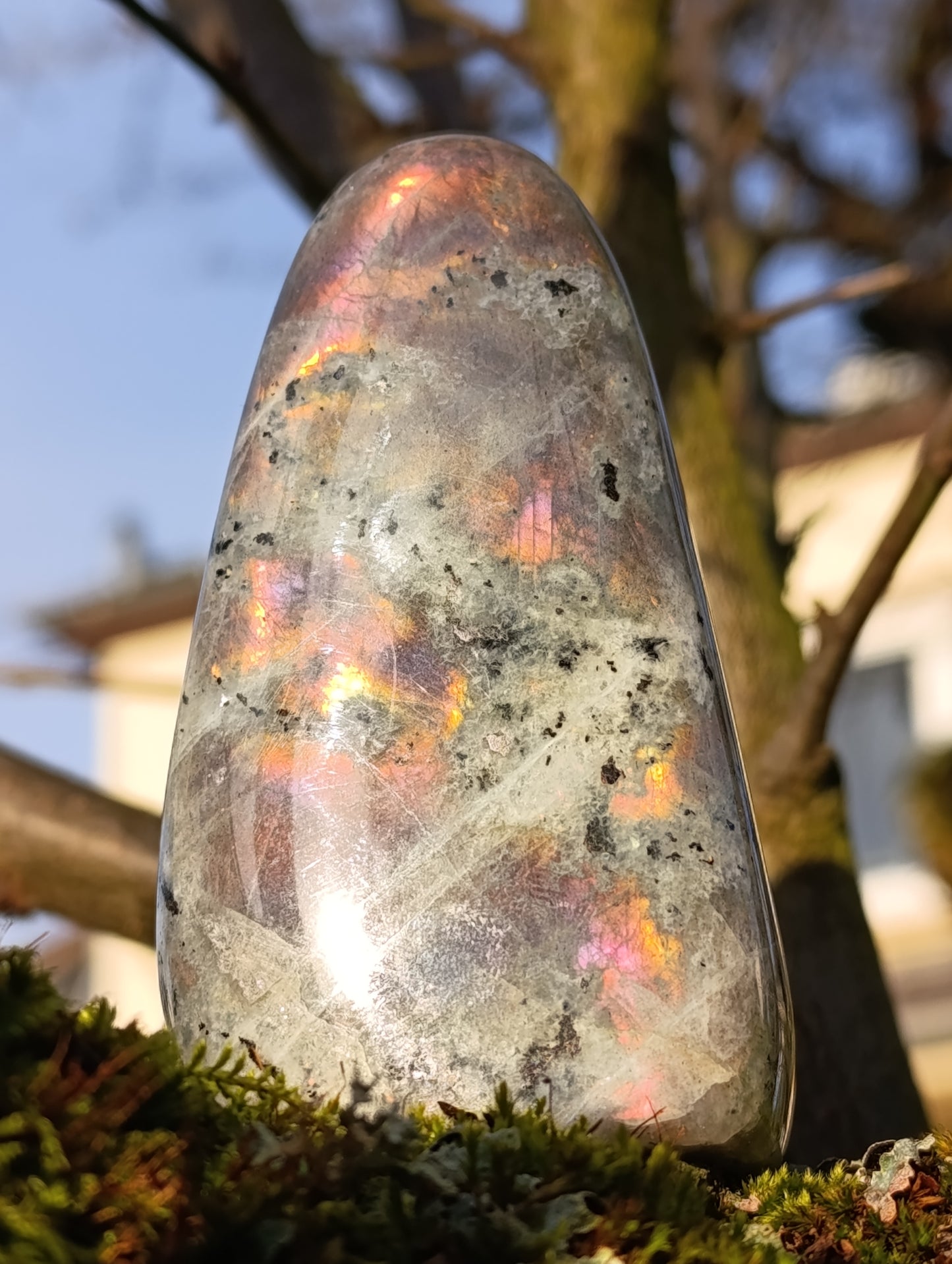 Forme libre Labradorite violette - 254gr - Qualité AA