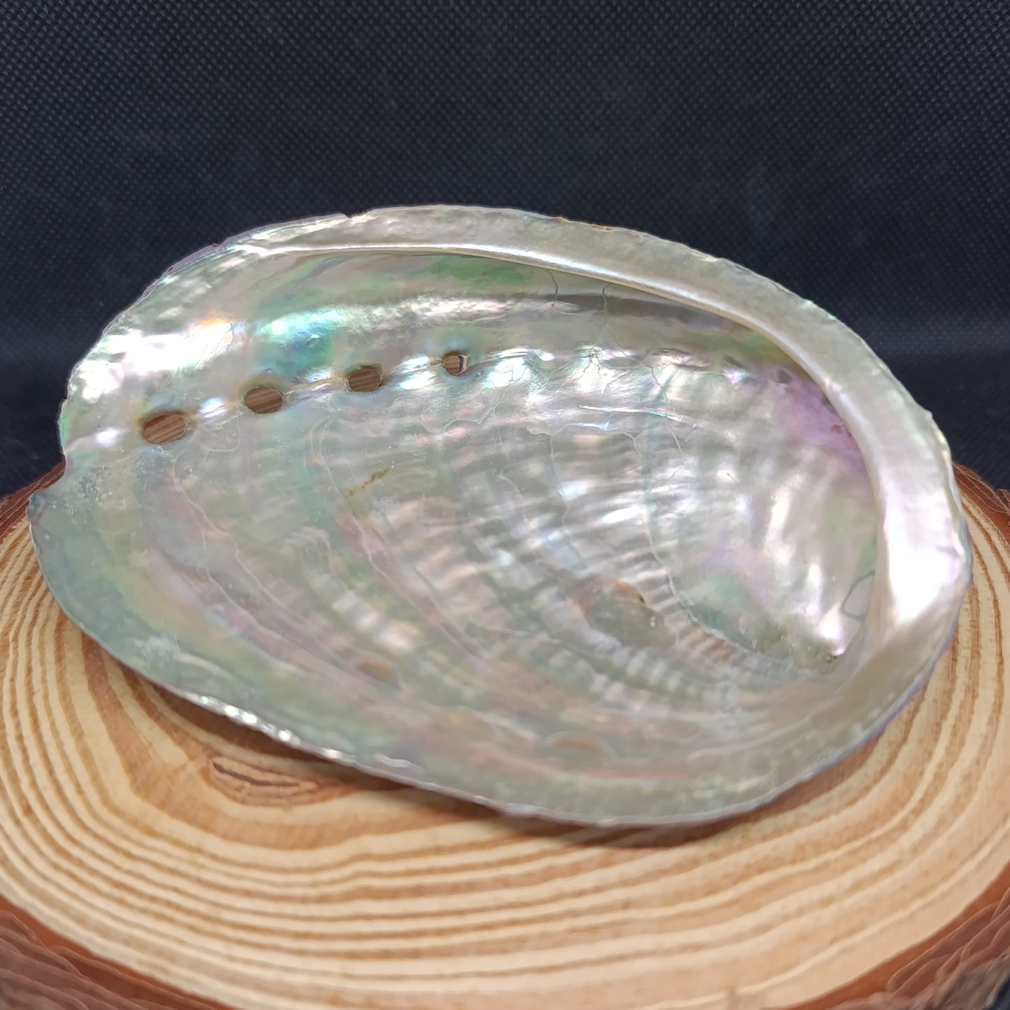 Coquille d'Ormeau