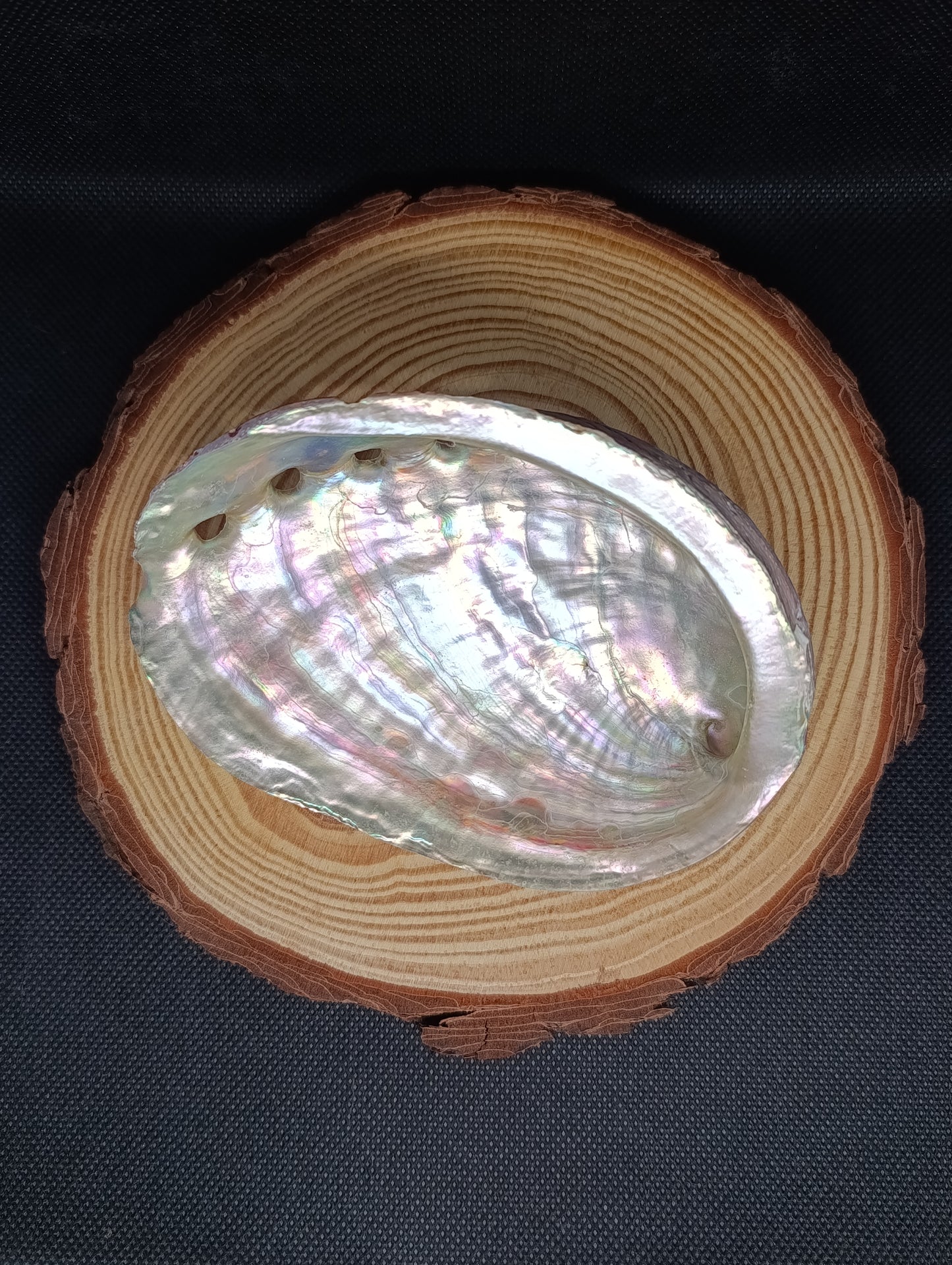 Coquille d'Ormeau