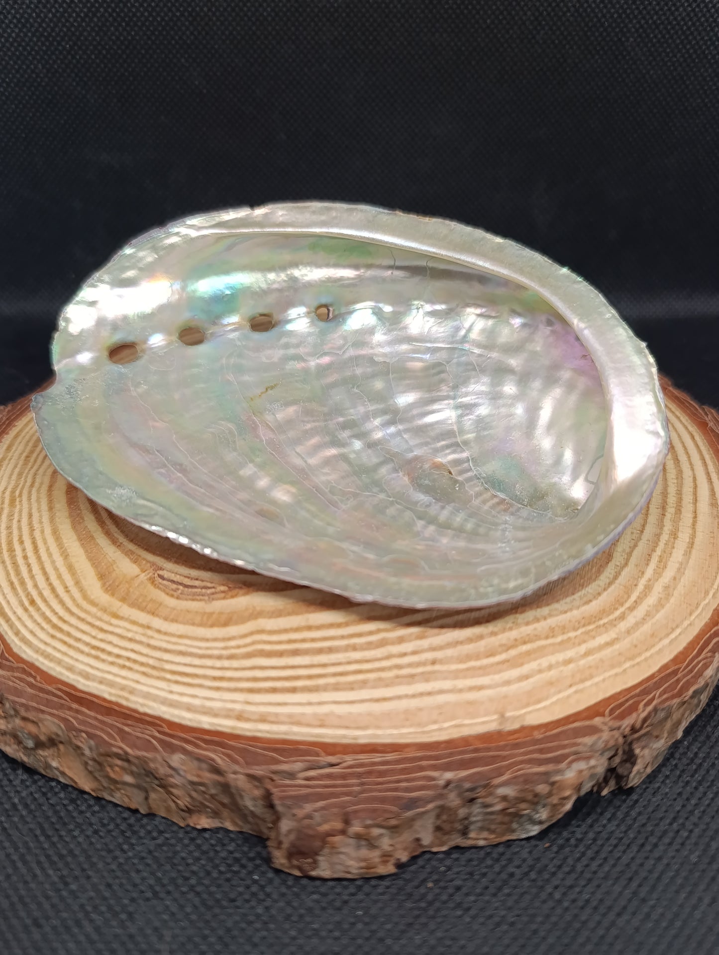 Coquille d'Ormeau