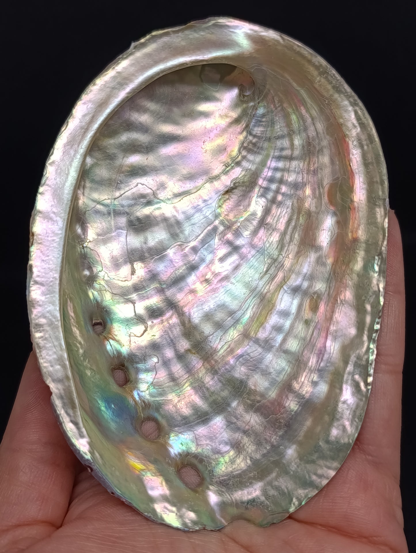 Coquille d'Ormeau