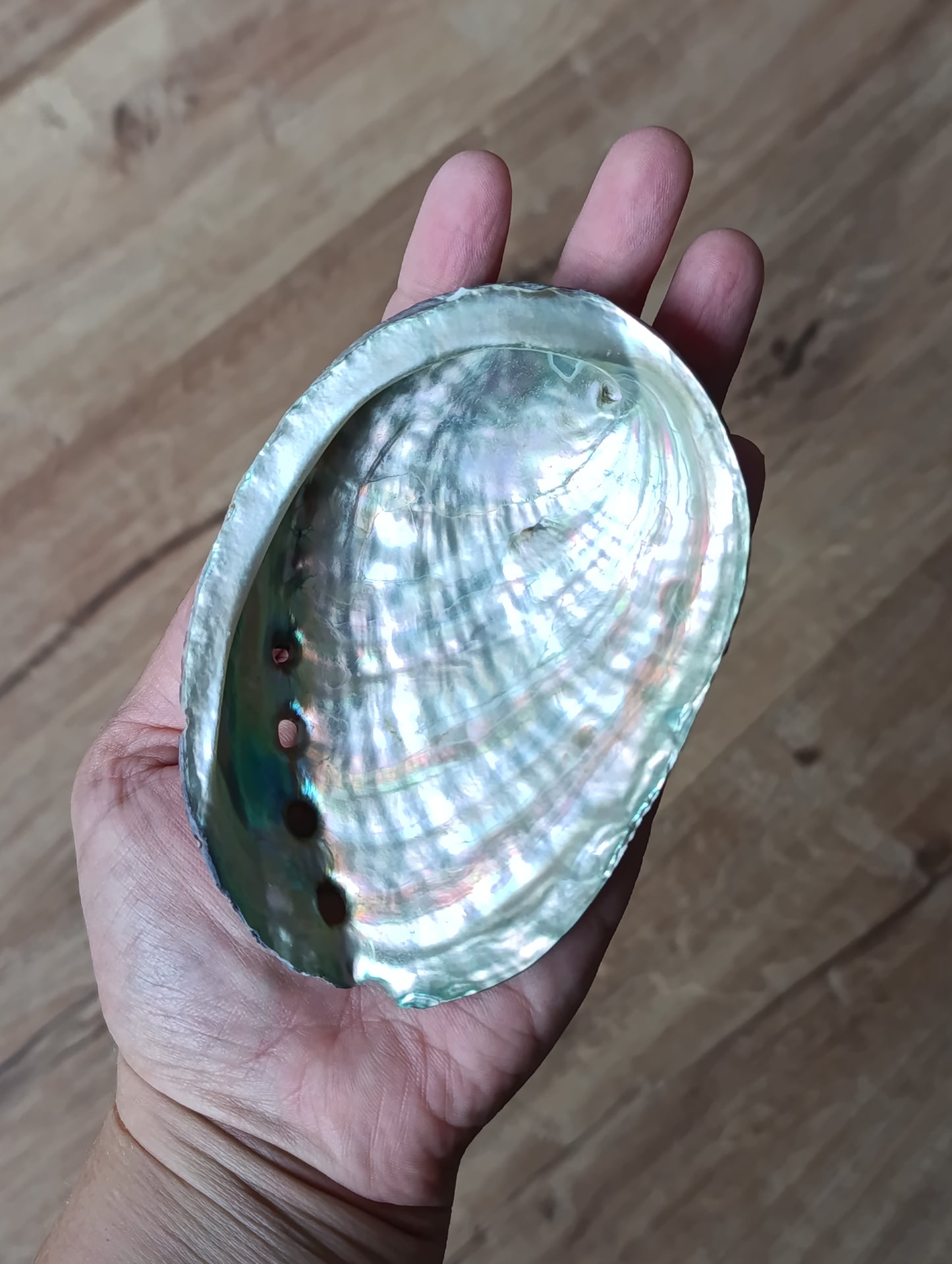 Coquille d'Ormeau