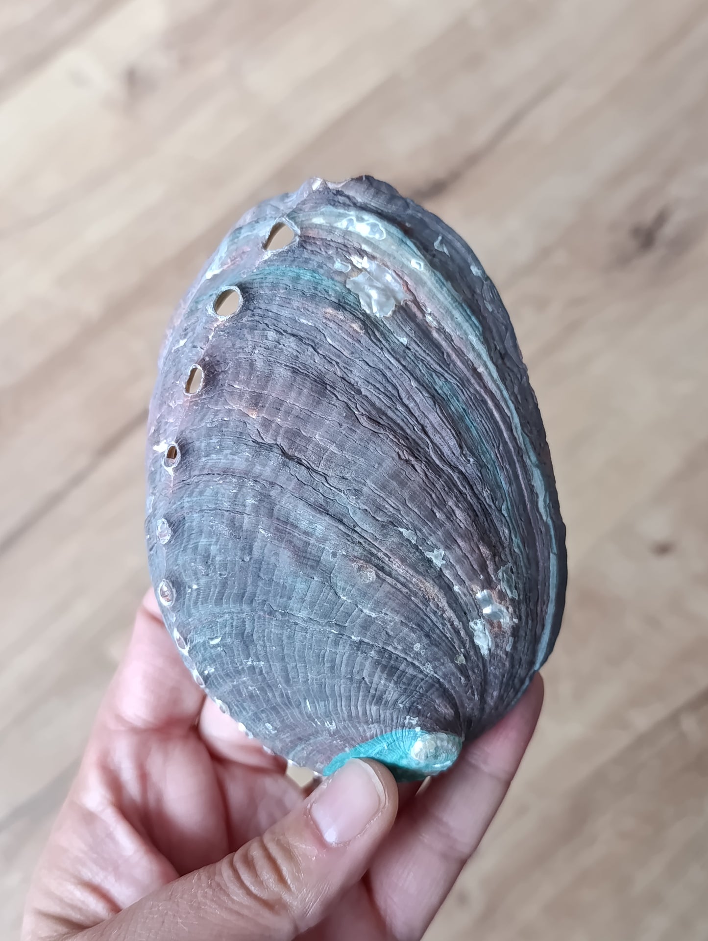 Coquille d'Ormeau