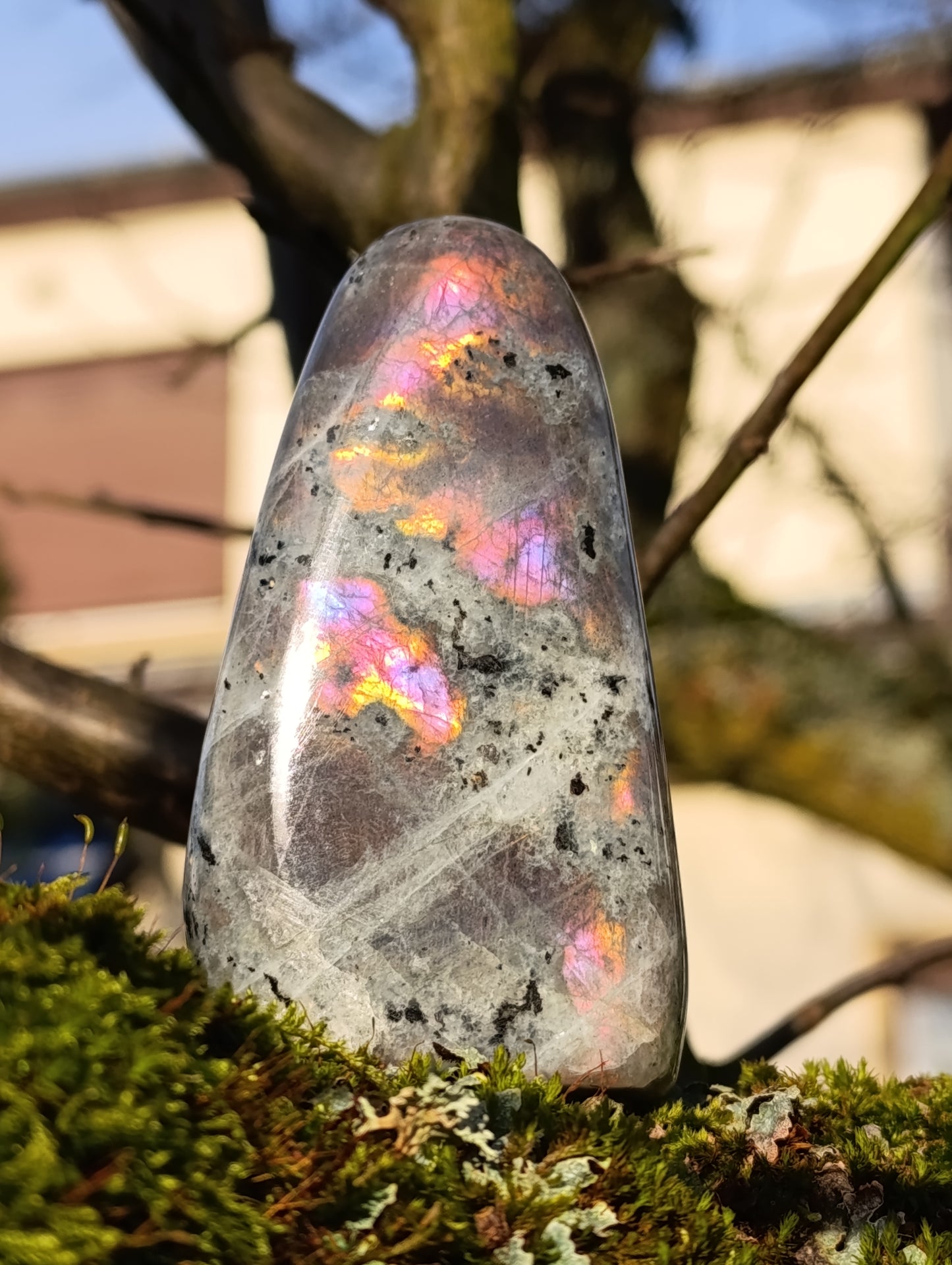 Forme libre Labradorite violette - 254gr - Qualité AA