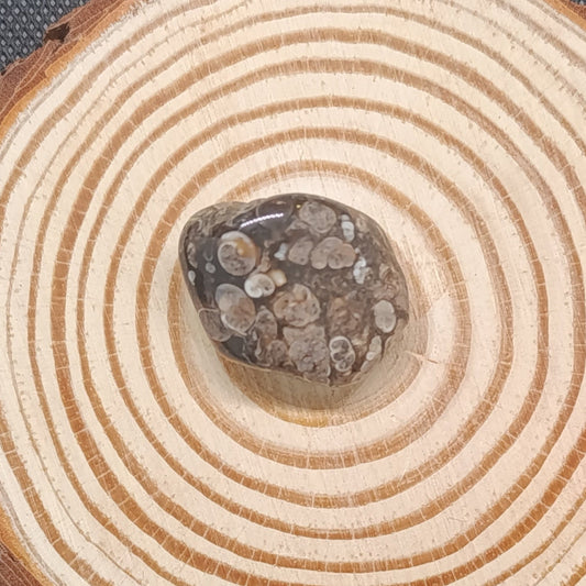 Pierre Roulée Agate Fossile