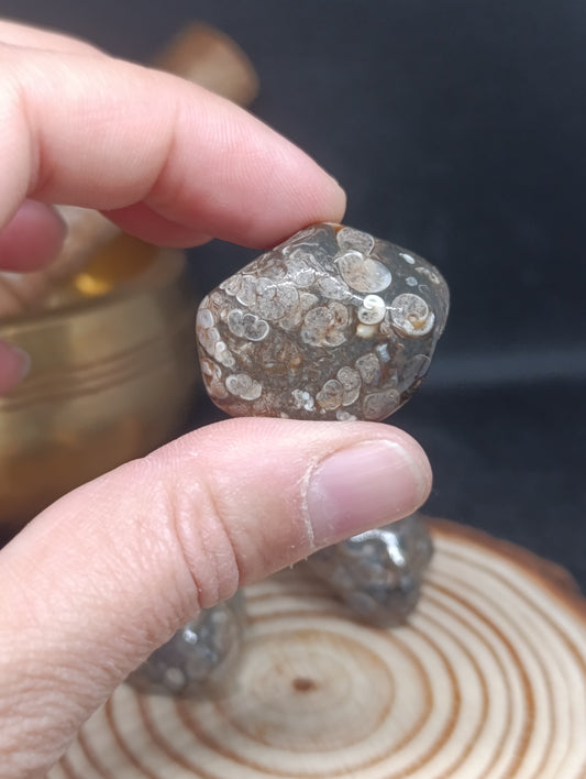 Pierre Roulée Agate Fossile