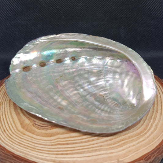 Coquille d'Ormeau