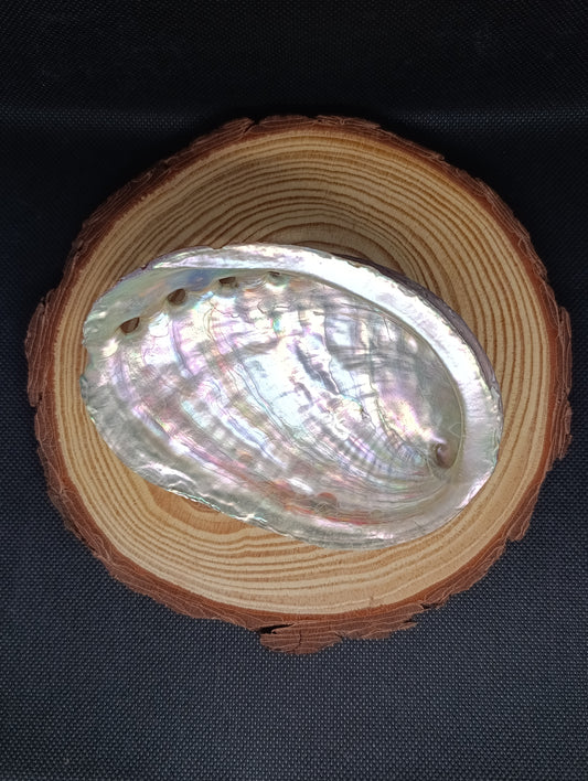 Coquille d'Ormeau